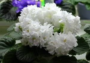 БелаяКолыбель9