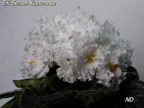 БелаяКоролева1