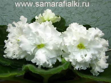 БелаяКоролева4