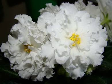 БелаяКоролева8