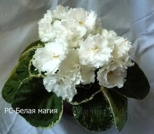БелаяМагия6