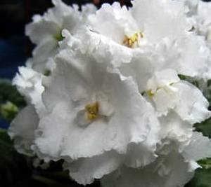 БелаяМагия9