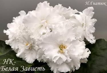 БелаяЗависть3