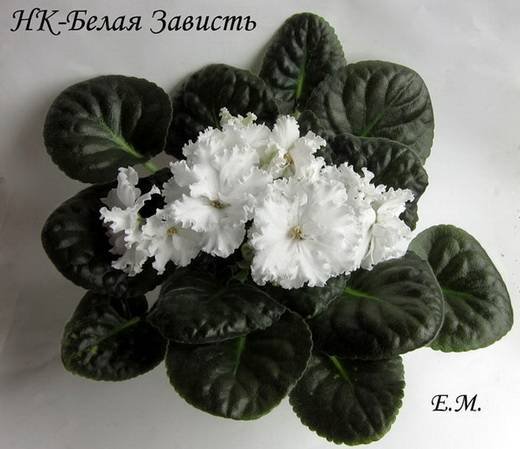 БелаяЗависть6