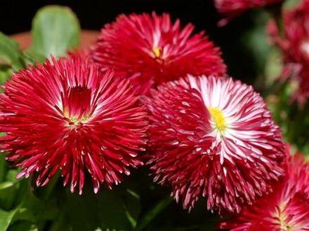 Bellis1
