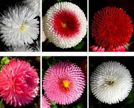 Bellis10