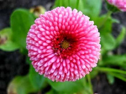 Bellis11