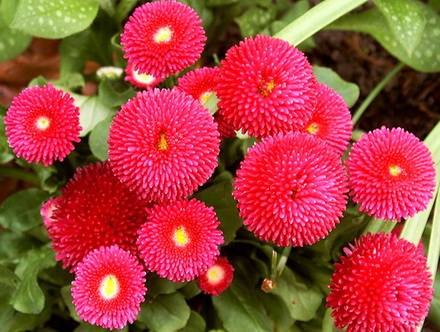 Bellis3