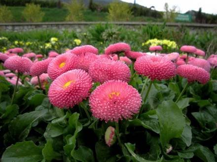 Bellis4