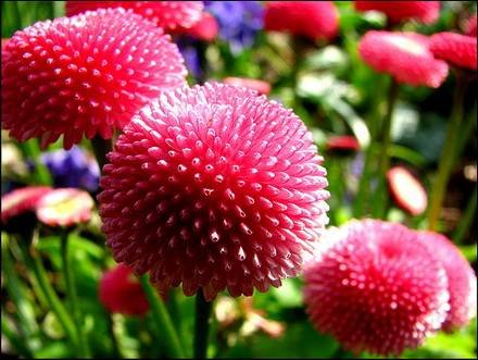 Bellis5