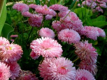 Bellis7
