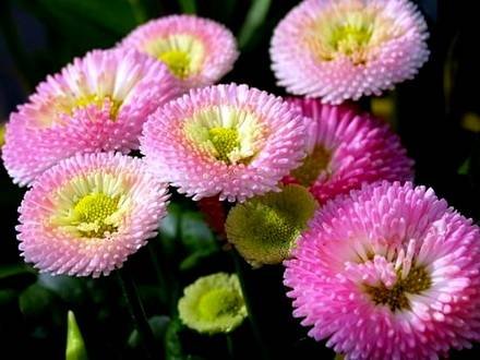 Bellis9