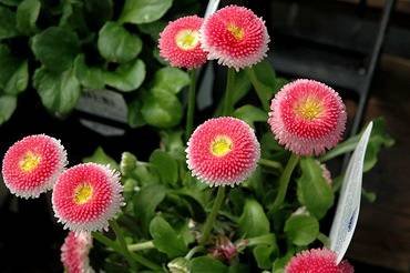 BellisBellisimaPink