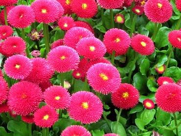 BellisBlumenPink