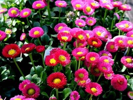 BellisPerennis