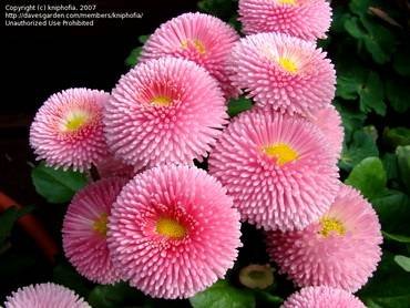 BellisPolarPink