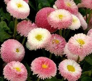 BellisRoseBicolor