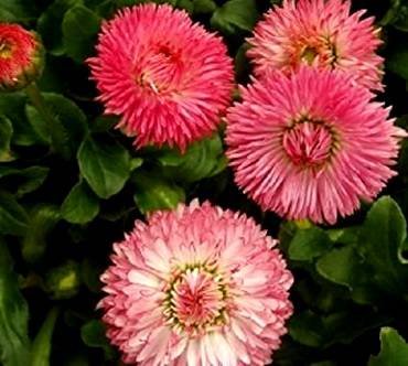 BellisSalmonPink