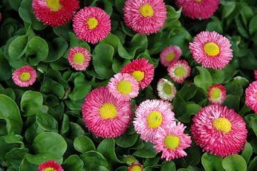 BellisSpeedstarPink