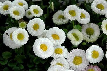 BellisSpeedstarWhite