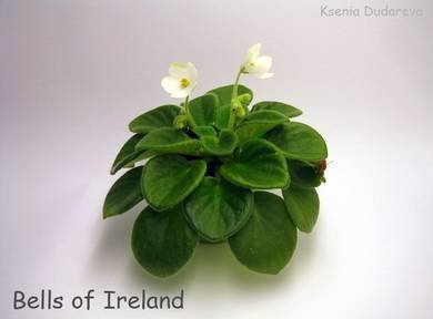 BellsofIreland4