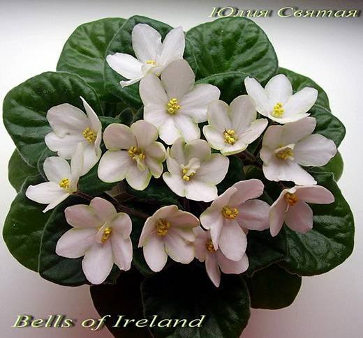 BellsofIreland6