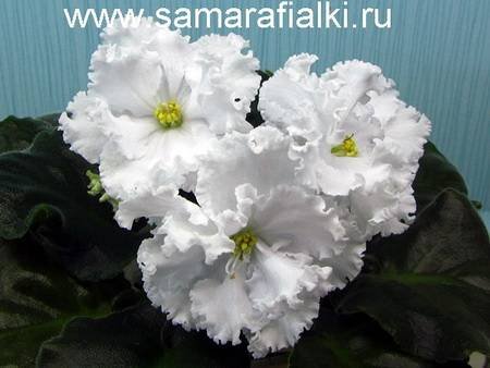 БелоеСолнцеПустыни4