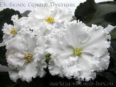 БелоеСолнцеПустыни7