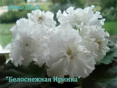 БелоснежнаяИринка7
