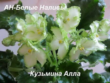 БелыеНаливы4