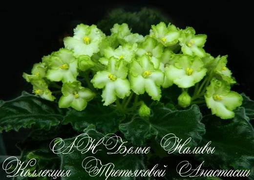 БелыеНаливы5