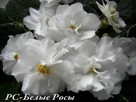 БелыеРосы1
