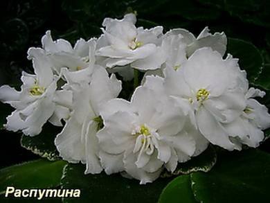 БелыеРосы7