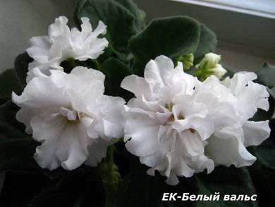БелыйВальс3