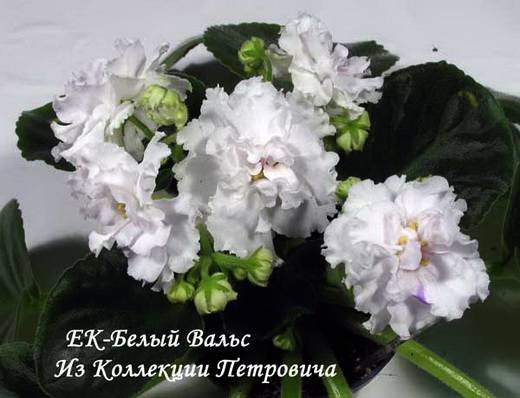 БелыйВальс6