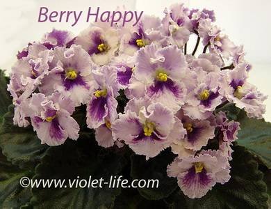 BerryHappy7