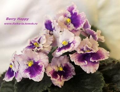 BerryHappy8
