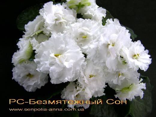 БезмятежныйСон6