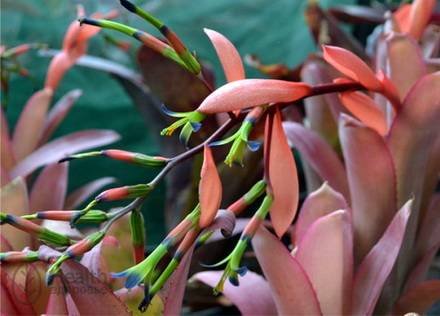 Billbergia2