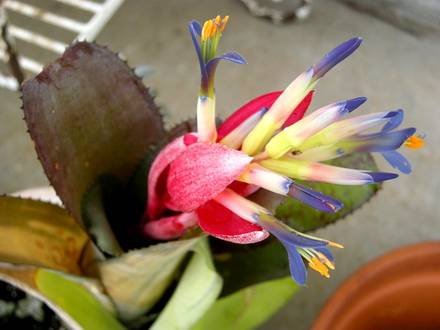 Billbergia4