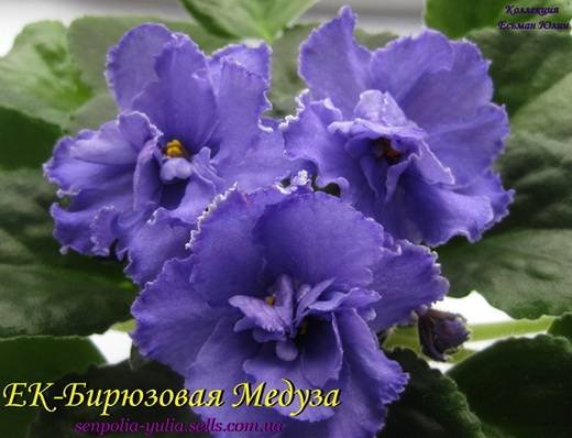 БирюзоваяМедуза5