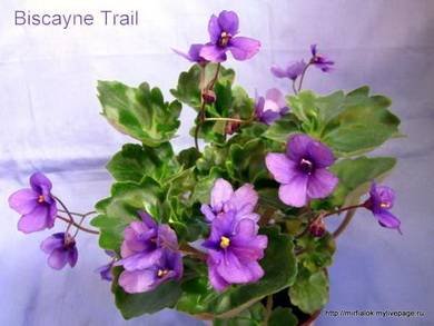 BiscayneTrail4