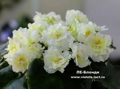 Блонди4