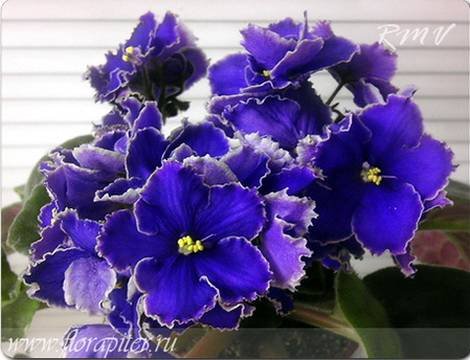 BlueAura1