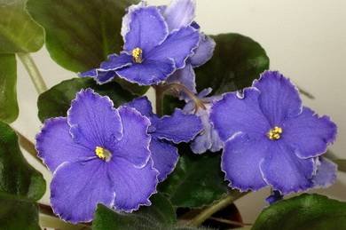 BlueAura3
