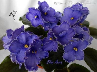 BlueAura4