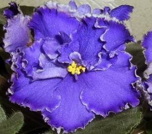 BlueAura9