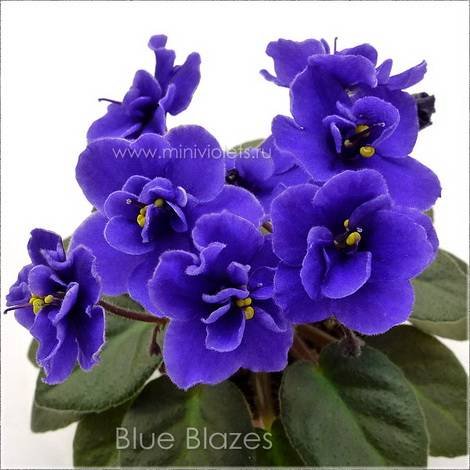 BlueBlazes1