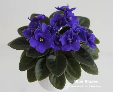 BlueBlazes3