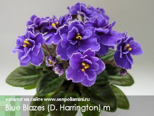 BlueBlazes6